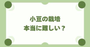 小豆の栽培は本当に難しい？初心者が失敗を避けるためのコツと手順を解説