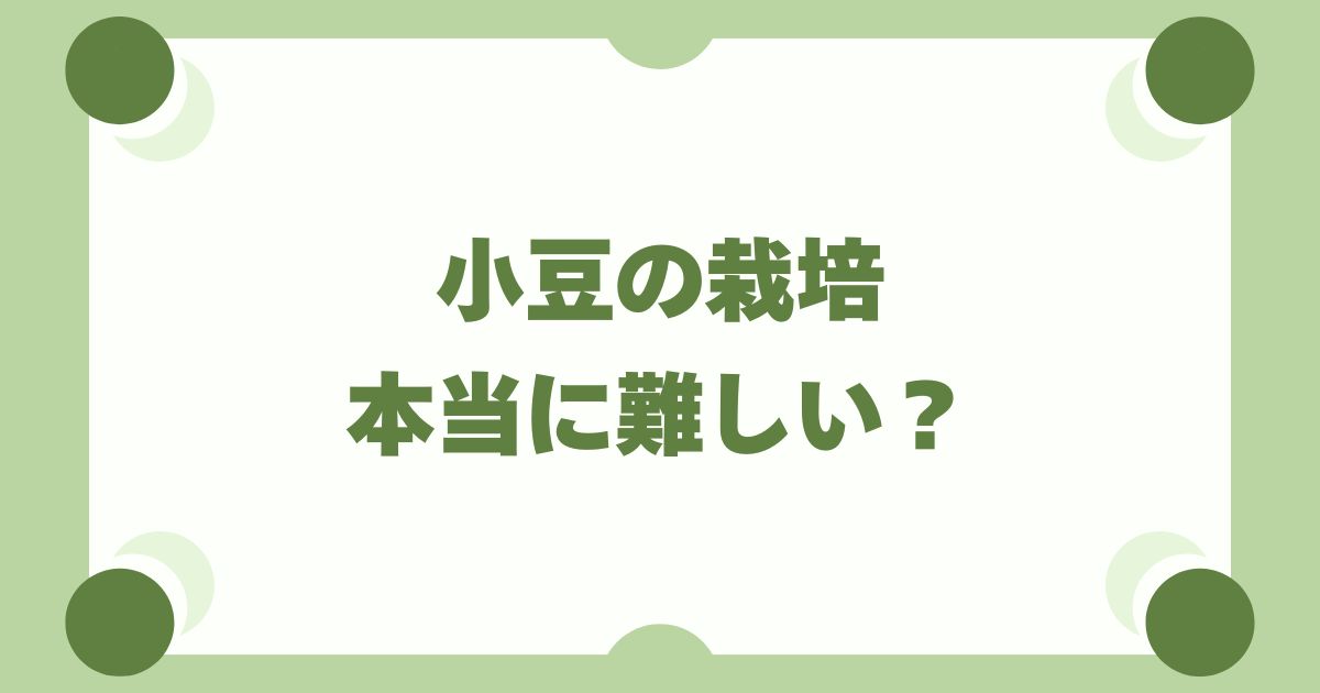 小豆の栽培は本当に難しい？初心者が失敗を避けるためのコツと手順を解説