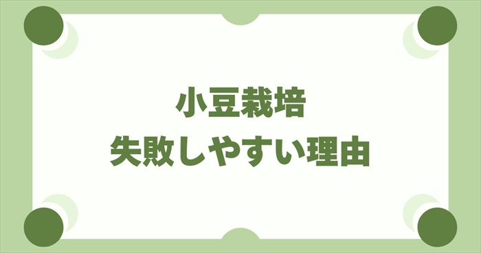 小豆栽培は本当に難しい？初心者が失敗しやすい主な理由