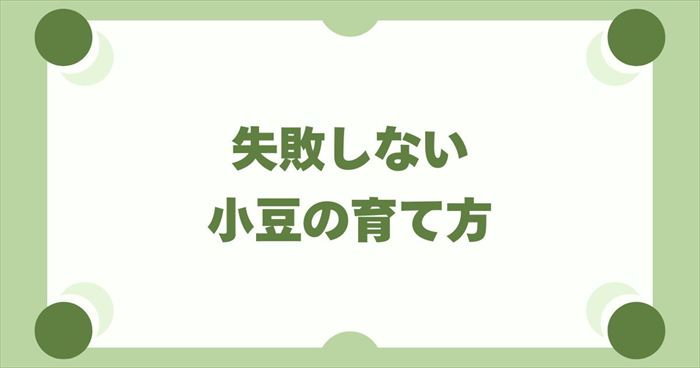 初心者でも安心！失敗しない小豆の育て方ガイド