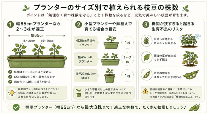 プランターのサイズ別で植えられる枝豆の株数
