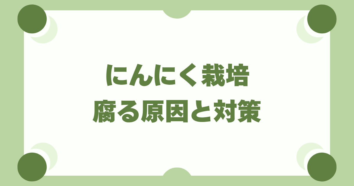 【完全版】にんにく栽培で腐る原因と対策！収穫と保存のコツ