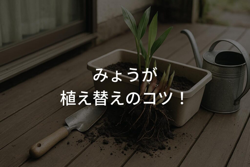 みょうが栽培 植え替えのコツ！失敗しない株分け方法