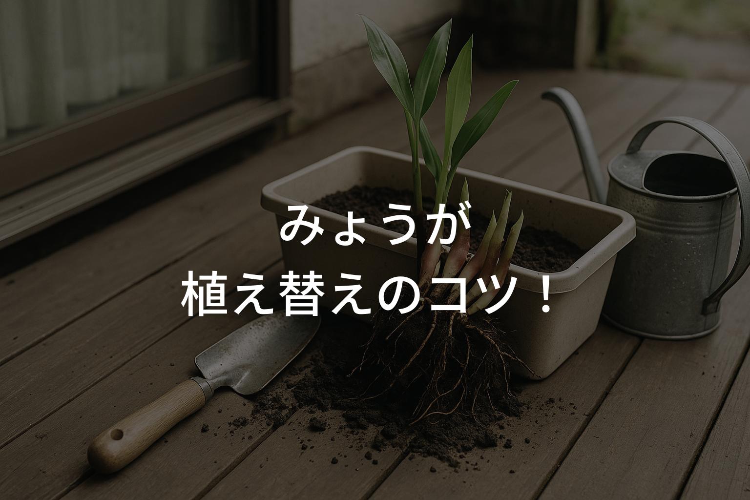 みょうが栽培 植え替えのコツ！失敗しない株分け方法