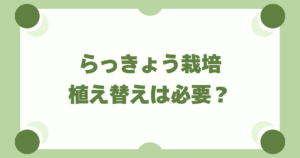 らっきょう栽培に植え替えは必要？植えっぱなしにするデメリットと最適な時期・手順