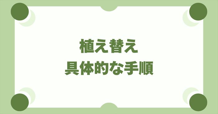 らっきょうの植え替え（植え付け）の具体的な手順