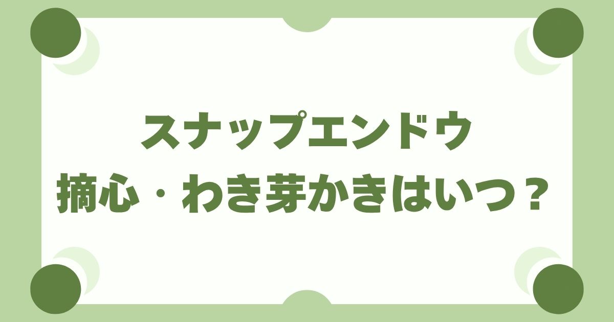 スナップエンドウ栽培の摘心・わき芽かきはいつ？初心者でもわかる正しい手順とタイミング