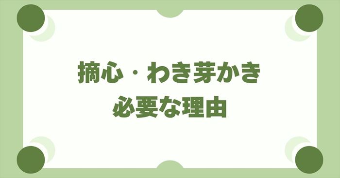 スナップエンドウ栽培で「摘心」と「わき芽かき」が必要な理由
