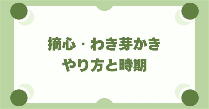 スナップエンドウの正しい「摘心」「わき芽かき」のやり方と時期