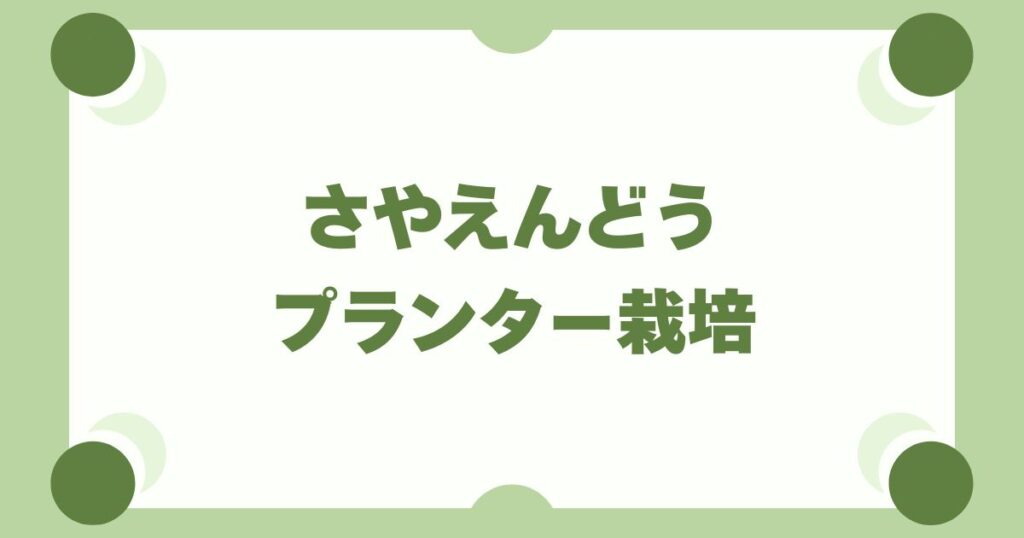 さやえんどうのプランター栽培ガイド｜種まきから収穫まで初心者向けに解説