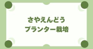 さやえんどうのプランター栽培ガイド｜種まきから収穫まで初心者向けに解説