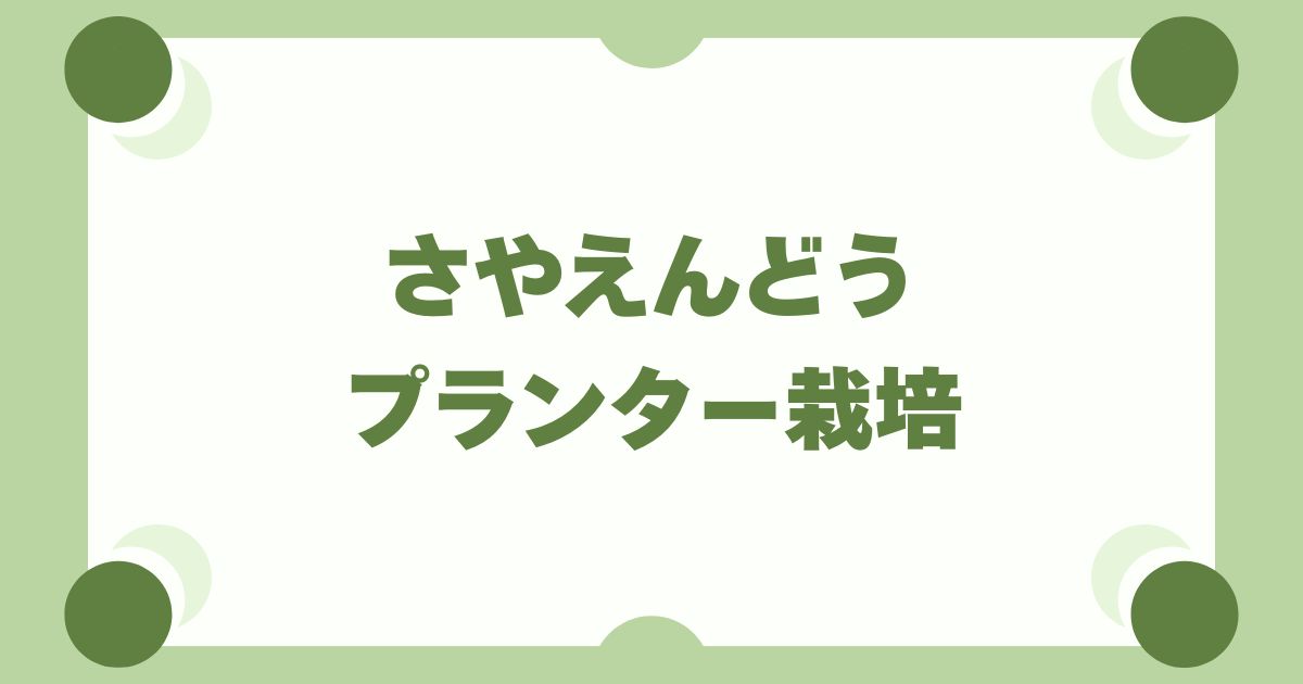 さやえんどうのプランター栽培ガイド｜種まきから収穫まで初心者向けに解説