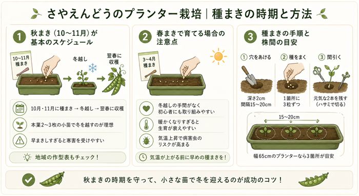 さやえんどうのプランター栽培における種まきの時期と方法