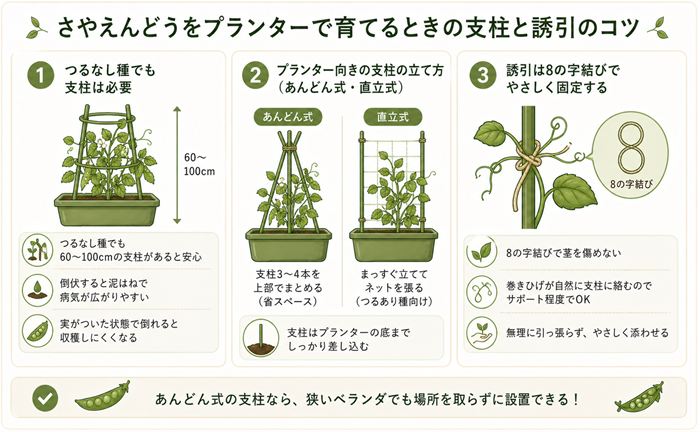 さやえんどうをプランターで育てるときの支柱と誘引のコツ