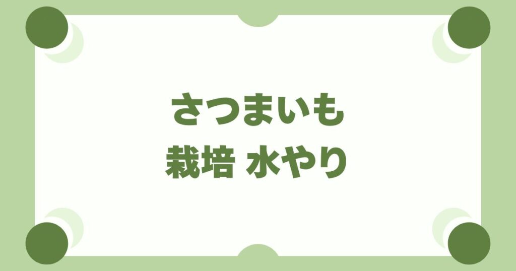 さつまいも栽培の水やりは基本放置！失敗を防ぐ時期別の頻度とタイミング
