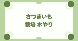 さつまいも栽培の水やりは基本放置！失敗を防ぐ時期別の頻度とタイミング