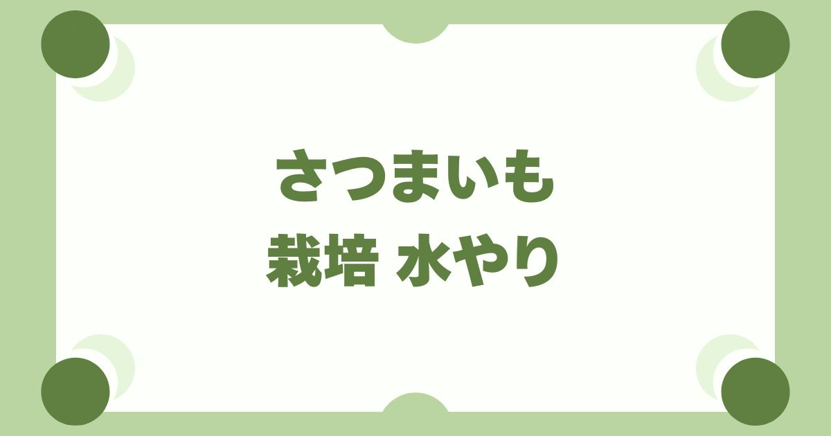 さつまいも栽培の水やりは基本放置！失敗を防ぐ時期別の頻度とタイミング
