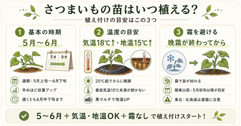さつまいもの苗はいつ植える？植え付けのベストな時期