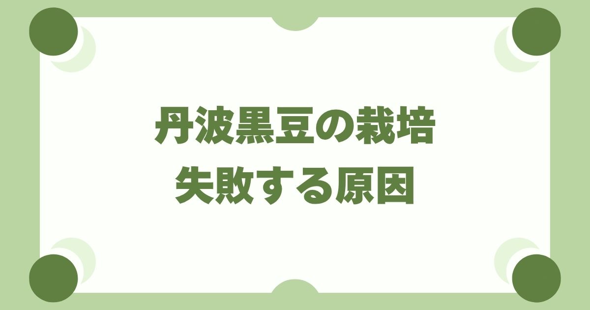 丹波黒豆の栽培で失敗する原因7選｜つるぼけ・実がならない対策を徹底解説