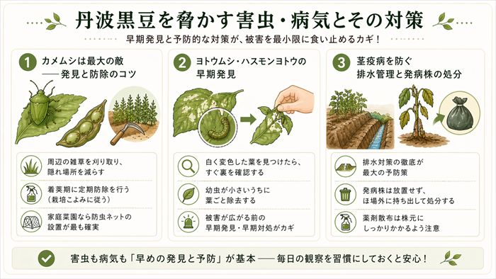 丹波黒豆を脅かす害虫・病気とその対策
